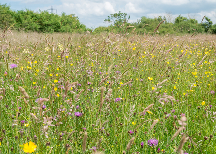Wildflowers growing at Ludgershall Meadows