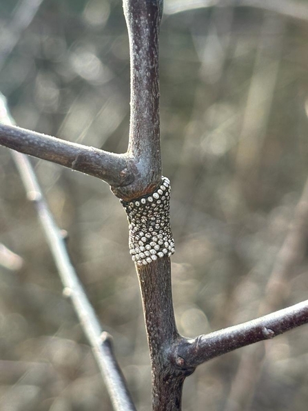 A whorl of lackey moth eggs wrapped around a twig