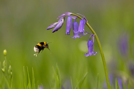 Bee flying towards a bluebell flower