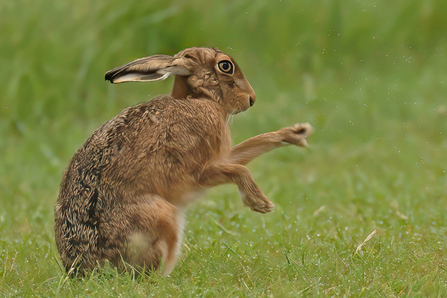 Brown hare in a field