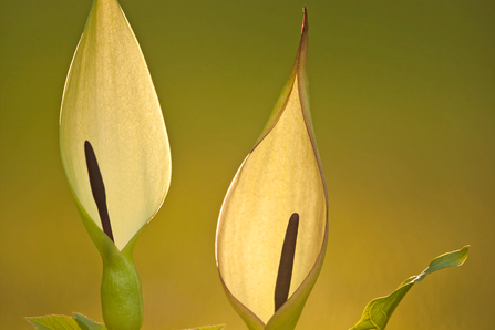 Close up image of the cuckoo pint plant showing the rod-like spadix enclosed by a pale sheath