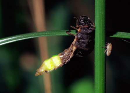 Glow-worm on a blade of grass