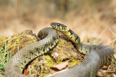 Grass snake basking in the sun