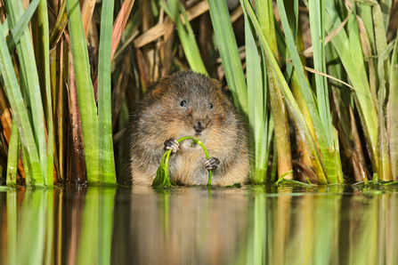Water vole eating reeds on a river bank