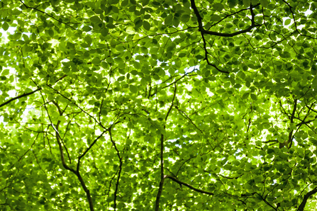 Beech tree canopy and green leaves in spring sunlight