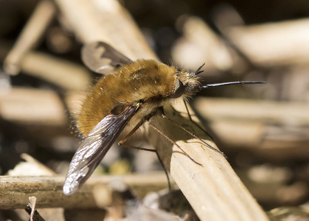 Close-up of a dark-edged bee-fly showing long proboscis