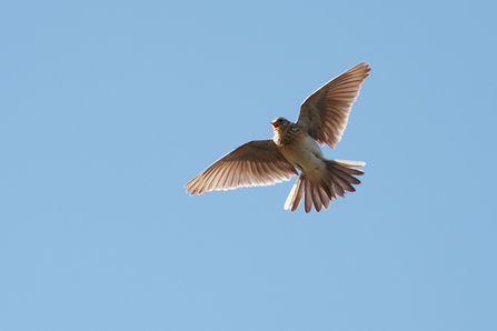 Skylark singing whilst hovering high in the sky