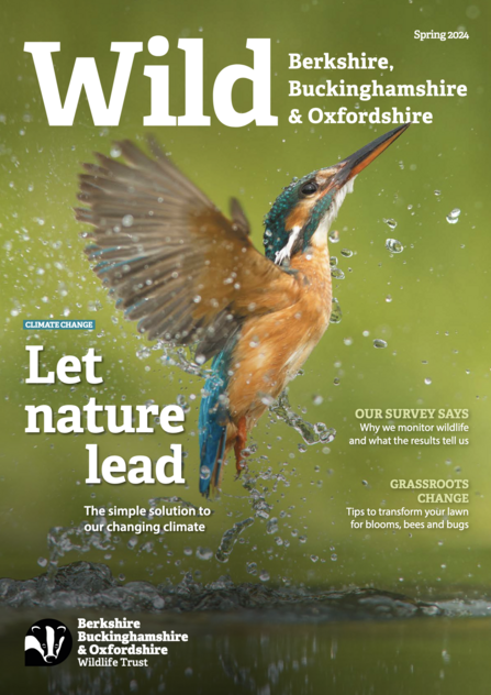 Cover page of the BBOWT Wild magazine, spring 2024. Cover image shows a kingfisher rising out of the water after diving into a river.