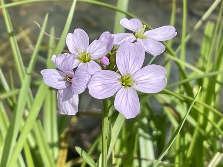 Cuckooflower