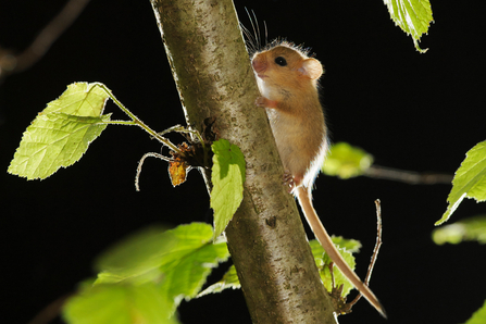 Hazel dormouse photographed in the wild under licence with a remote camera (camera trap).