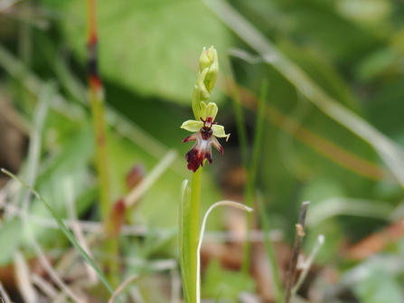 Fly orchid