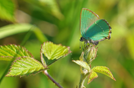 Green Hairstreak butterfly perched on flower bud