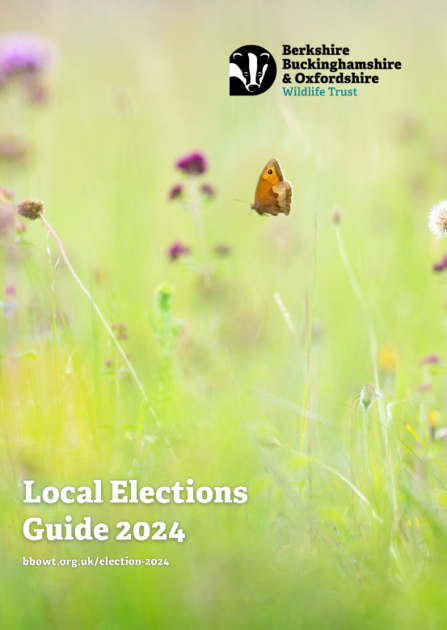 Local Elections Guide cover showing wildflower meadow and butterfly
