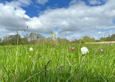 Snake's-head fritillaries in flower at Iffley Meadows, Oxford