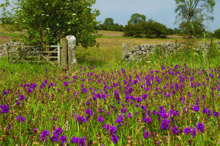 Meadow on a sunny day