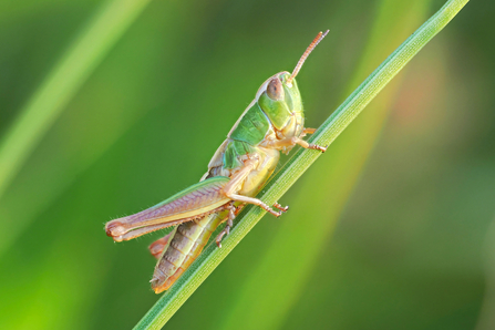 Grasshopper on a blade of grass