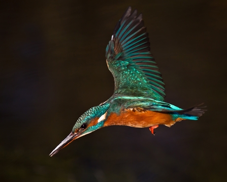 Kingfisher in flight 