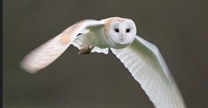 Barn Owl BORG Steve Thomas 2