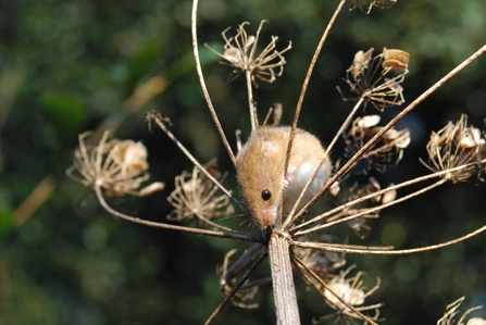 Harvest mouse on a dried seed head