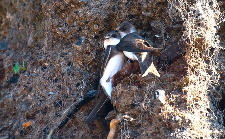 Two sand martins perched on a soil ledge