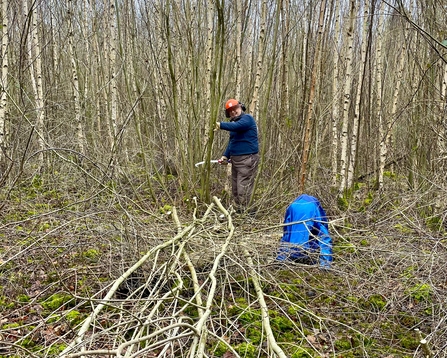 A man stands by a birch tree with a saw in hand, several toppled trees lay on the woodland floor by his feet.