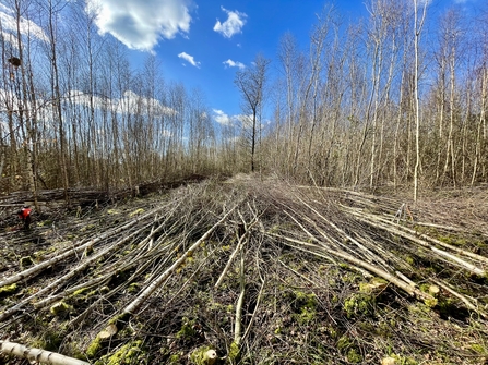 A mass of birch trees lay on the ground, creating a clearing the woodland. Many remaining trees can be seen against the bright blue sky in the background.