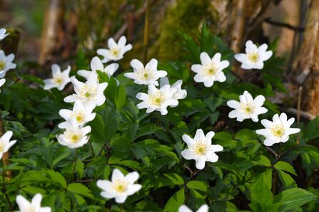 A group of around 15 wood anemones with bright white petals and vibrant green leaves. 