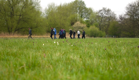 A group of volunteer counters walk in the background of a meadow speckled with purple and white snake's head fritillary flowers