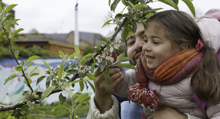 Apple tree branch in blossom. A small girl is being held up by a man to look at the blossom.