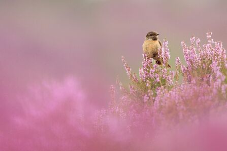stonechat on heather