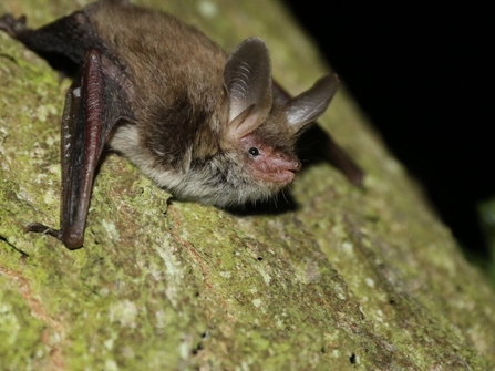 Bechstein's bat on a tree at night