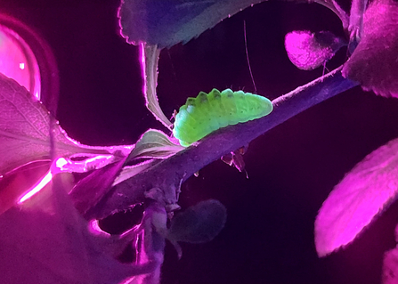 A black hairstreak caterpillar glowing green under UV light