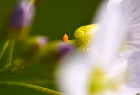 a tiny, orange rugby-ball-shaped egg embedded into a cuckooflower stem