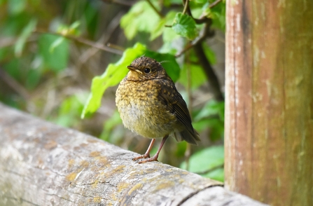 A juvenile robin perched on a wooden fence, with a creamy-yellow breast in place of the adult's orange.