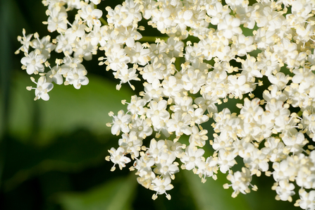Clusters of creamy white flowers of the elder tree