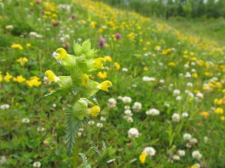 A yellow-rattle plant in the foreground of a wildflower meadow