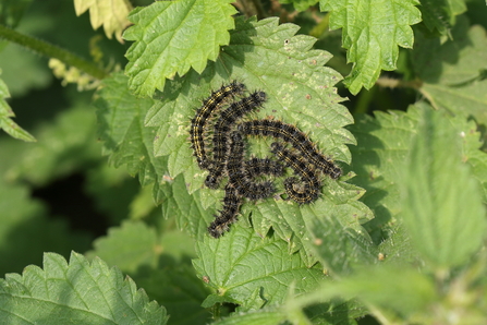 A group of small tortoiseshell caterpillars gathered on a nettle leaf