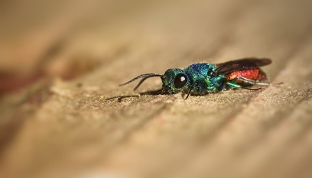 A ruby-tailed wasp with metallic green thorax and ruby-coloured abdomen