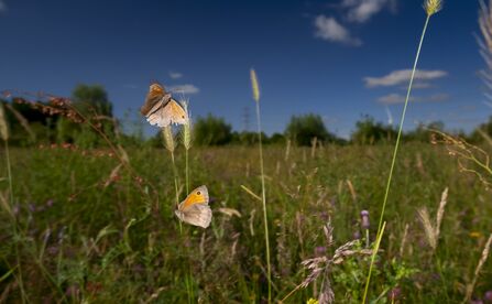 Two meadow brown butterflies fluttering above a grassy meadow. The butterflies are brown and orange with a black spot on the tip of their wings.  A dark blue sky behind them. 