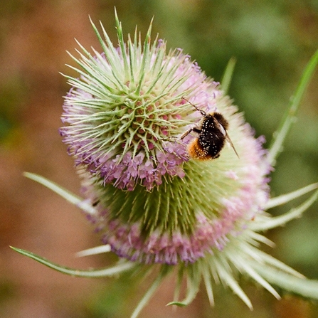 A bee climbing on a purple ring on flowers on a teasel.