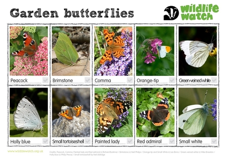 garden butterflies spotter