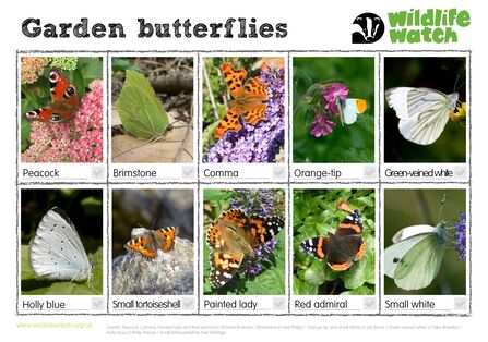 Garden butterflies spotter sheet