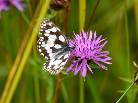 A marbled white butterfly feeding on a knapweed flower.