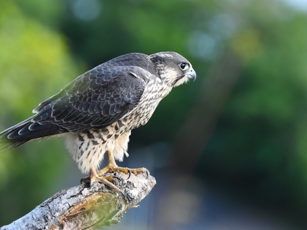 A bulky peregrine falcon perched on a thick branch, peering forwards.