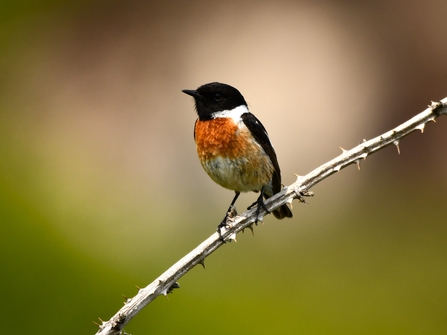 A male stonechat with vibrant orange chest, black head and white half-collar, perched on a spiny branch against a blurred green and cream background.