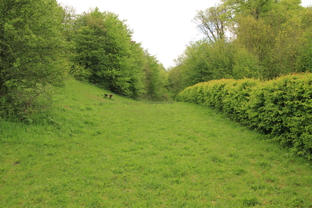 A rich green woodland glade with hedgerow running alongside.