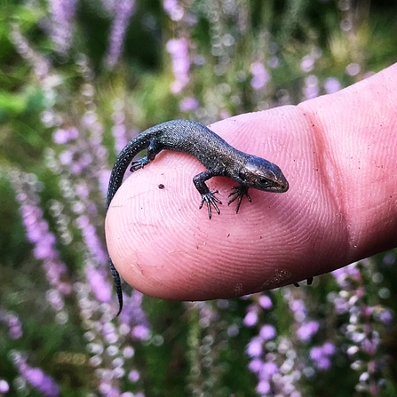 A small baby lizard sat on a person's fingertip