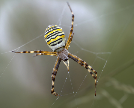 A spider with triped brown legs and a patterned yellow, black and white abdomen, suspended in a web lined with dew