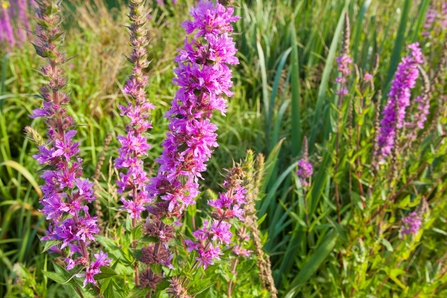 The tall purple flowers of purple loosestrife in bloom against a backdrop of green grasses
