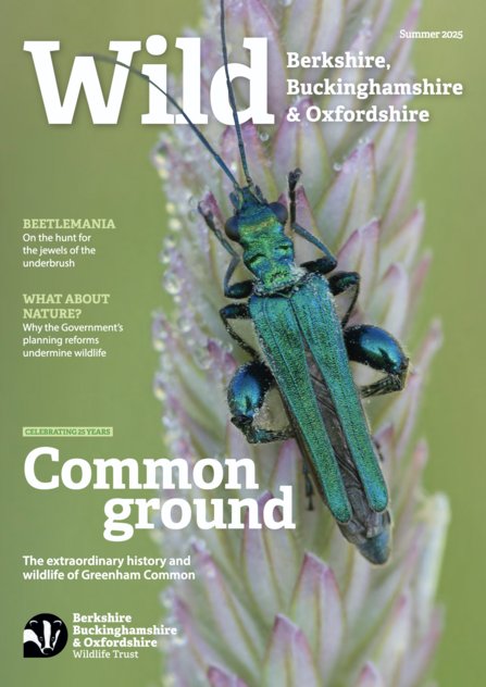 Wild magazine cover summer 2025